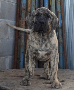 DIEGO PERRO LOCO DE HIERRO