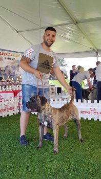 B-GUAJIRA DOGO DEL REY