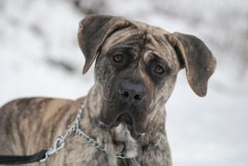 LOBO DE CANMUC