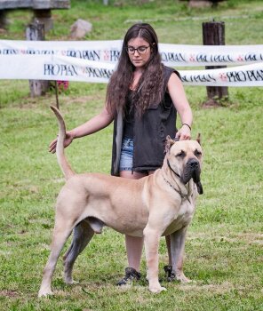 RAGNAR DE VIKING GUARD KENNEL