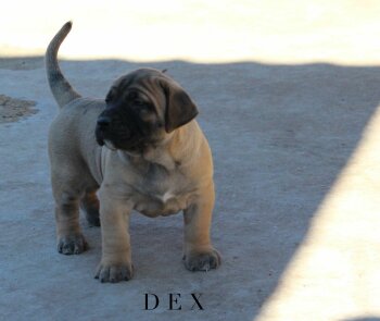 MAD DOG DEX
