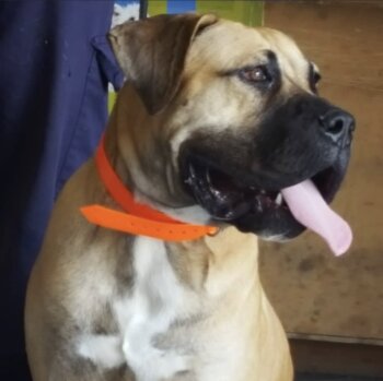 RAMBO DE KING ZULU