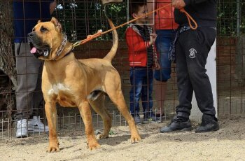 ZEUS DE ALCANTARA