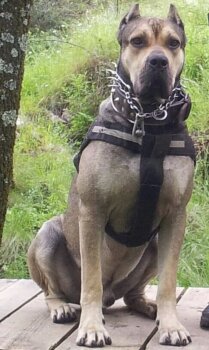 LUCHO DE KING ZULU