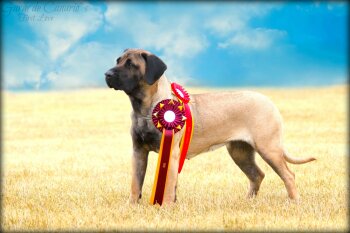 GARM DE CANARIO'S FIRST LOVE