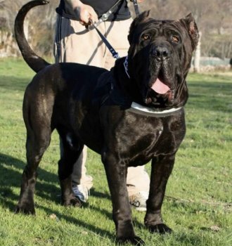 KORSO DE PERRO DE PRESA BECERRIL