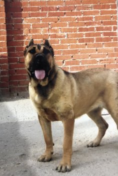 TROCOLA DE KING ZULU