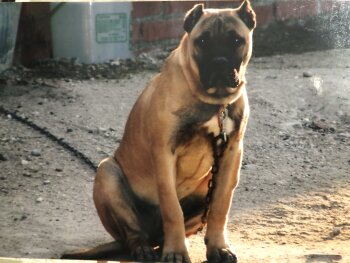 SOFIA DE KING ZULU