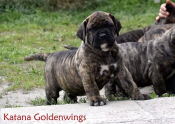 KATANA GOLDENWINGS