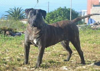 TIRMA DE SAMCOR