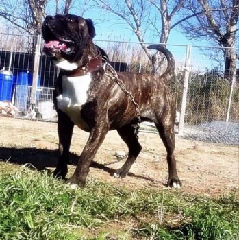 ZEUS DEL TORO