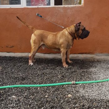 HUGO CHAVEZ DE CASA PANCHO