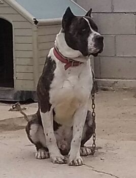 DRAKO DE ALCáNTARA