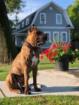 APOLLO STERLING SANDERS