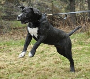 FIRO K9 MADNESS