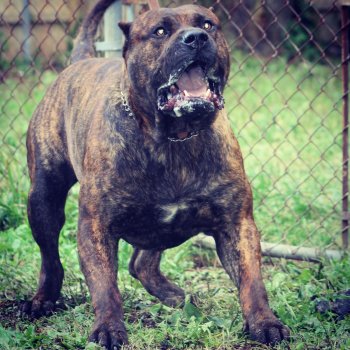 CAIN DE AMERICANBULL