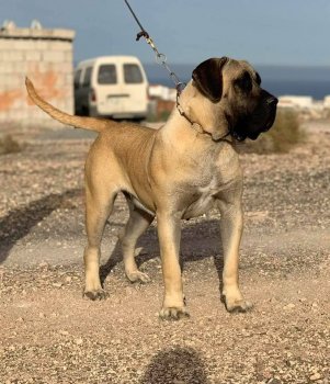 BRISA DE LOMITO DE LA SUERTE