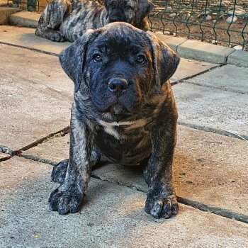 DIDI BAD DOGZ CANARIO