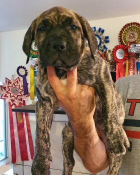 DESTINY KYRA JADE BAD DOGZ CANARIO