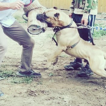 ONLY THE FAMILY KENNELS DEBO