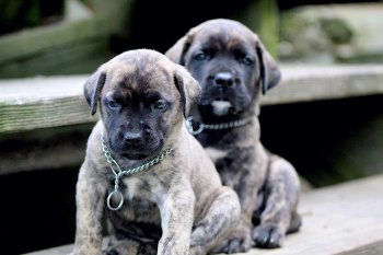 ONLY THE FAMILY KENNELS RED NECK