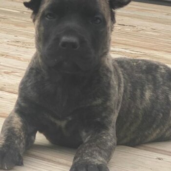 ONLY THE FAMILY KENNELS FREDO