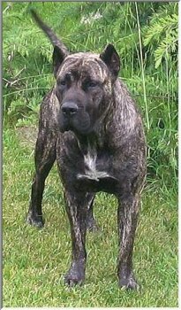 OAKLEAF'S RED STAR TIA MARIA