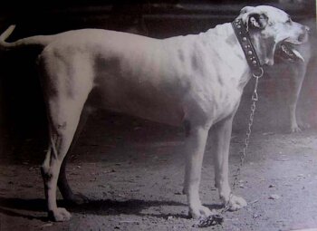 PORKY (1980)