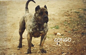 CONGO DE CASA DEL PRESA