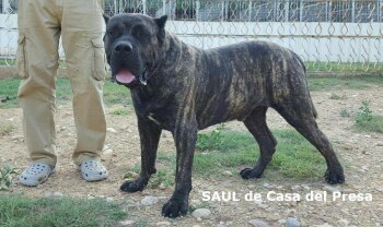 SAUL DE CASA DEL PRESA