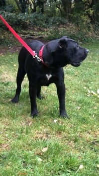 HEART DEL DOBRA’D KENNEL