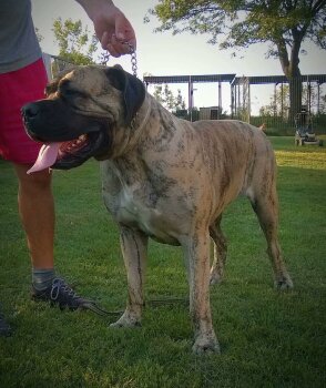 BOSS BULL CANARIO TYA