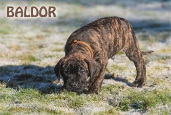 WEIHBULL'S BALDOR