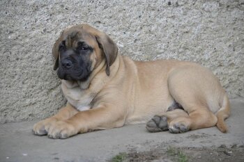 ESLAN VALACHIADOG