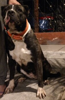 KARA DE PEYRE KENNELS