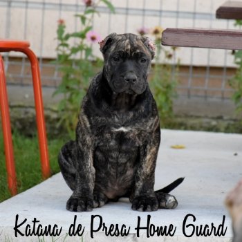KATANA DE PRESA HOME GUARD