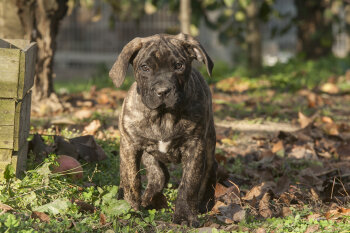 WILLOW DE REY GLADIADOR
