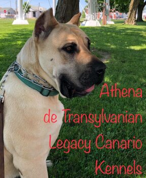 ATHENA TRANSYLVANIAN LEGACY CANARIO