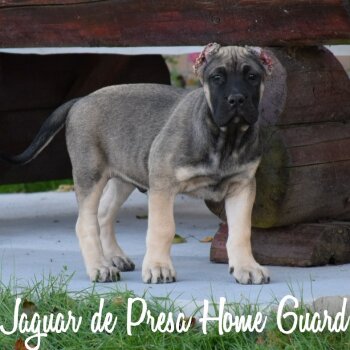 JAGUAR PRESA HOME GUARD