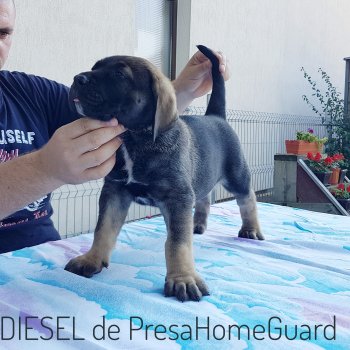 DIESEL PRESA HOME GUARD