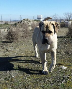 YACKY DE KING ZULU