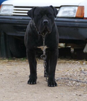 H'AL PACINO DE LA HUELLA DEL PRESA CANARIO