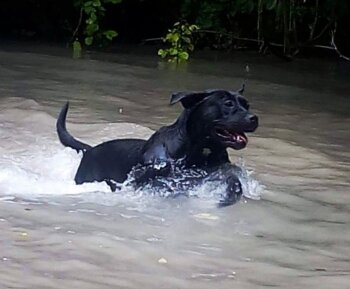 HAIKA DE LA HUELLA DEL PRESA CANARIO