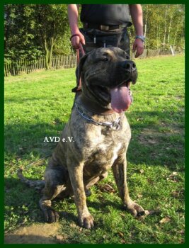 MAXIMUS DE LA ARENA