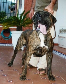CHANEL DE LOS CARDONES