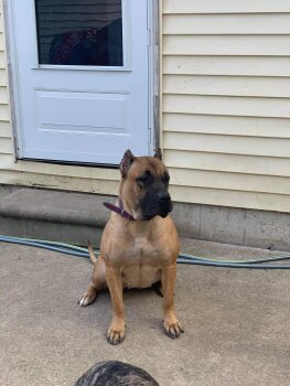 STRINGER KENNELS ZOEY