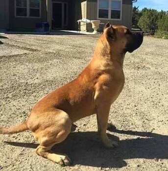BRANDO BASTION DE BENESKA