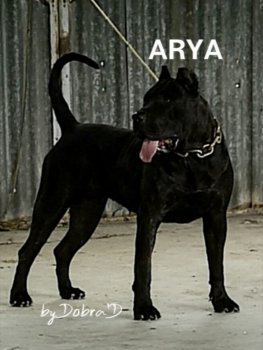 ARYA MARISKA