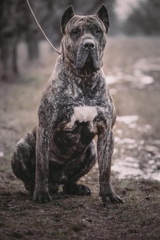 DAR PERRO LOCO DE HIERRO