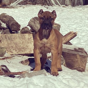 ONLY THE FAMILY KENNELS KYRA
